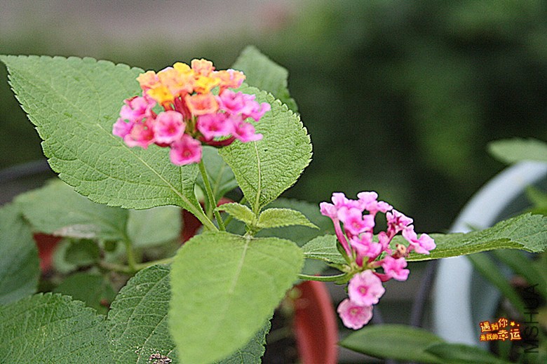 ��Ƭ 057_����.jpg