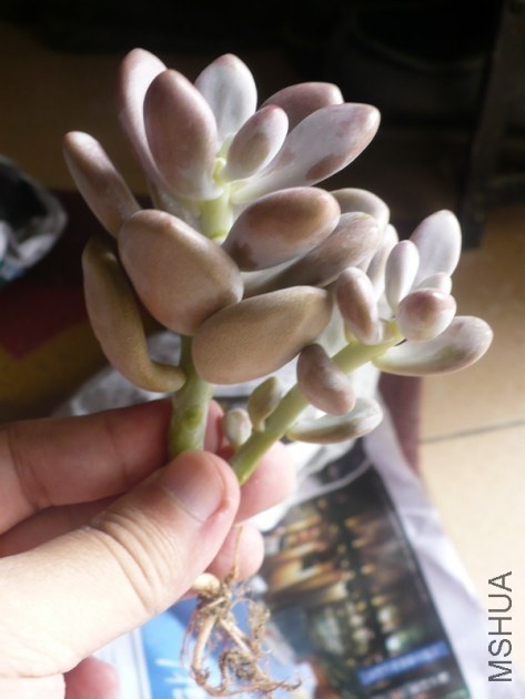 ������
