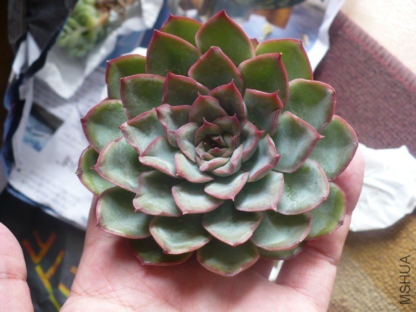 �Ի���