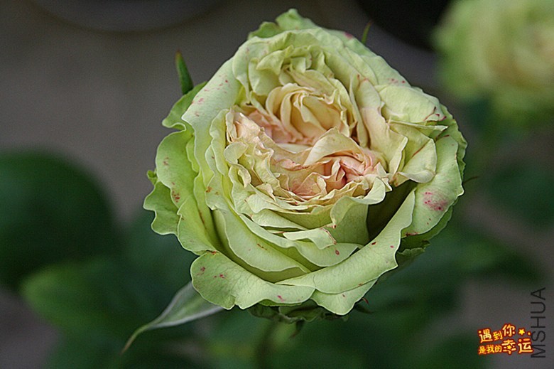 ��Ƭ 087_����.jpg