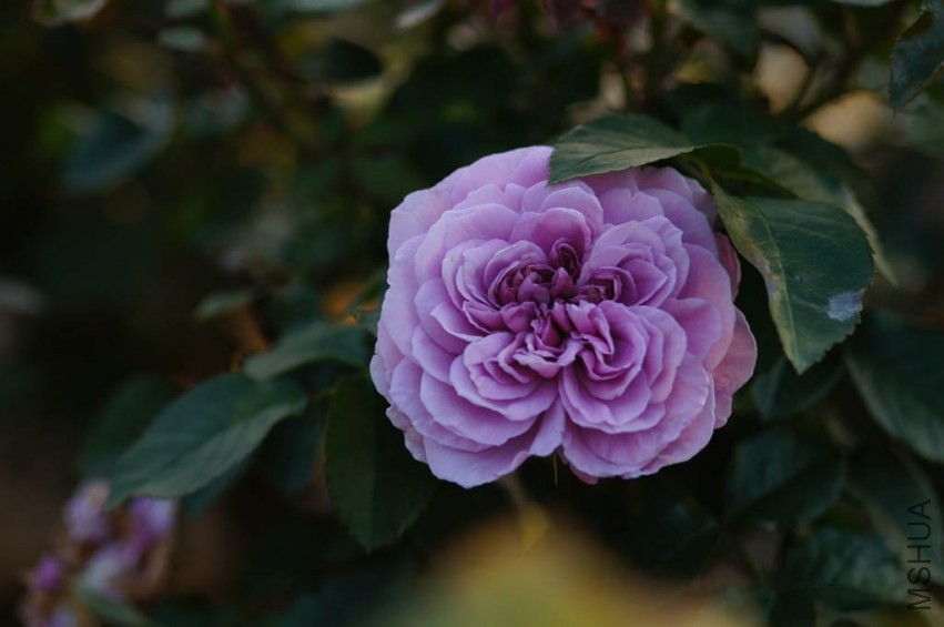 DSC01288.jpg