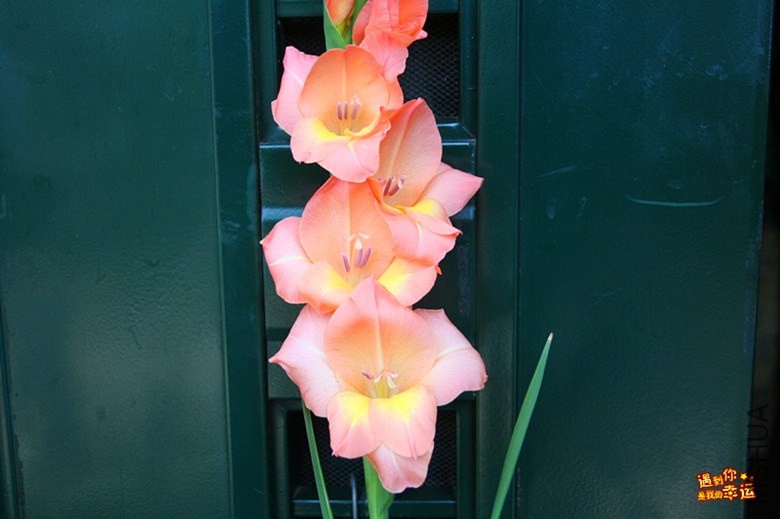 ��Ƭ 008_����.jpg