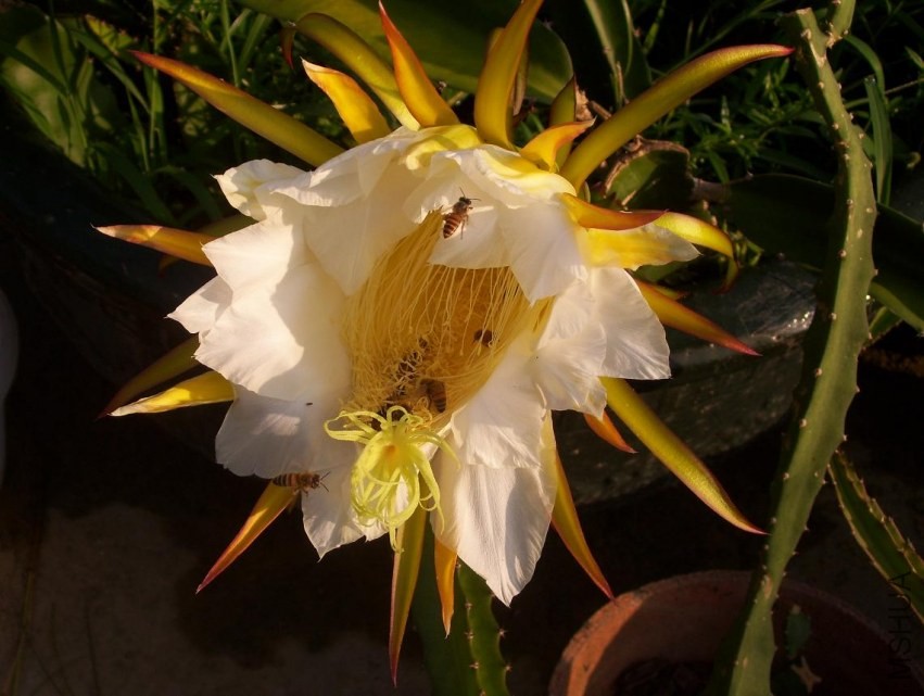 100_0606.JPG