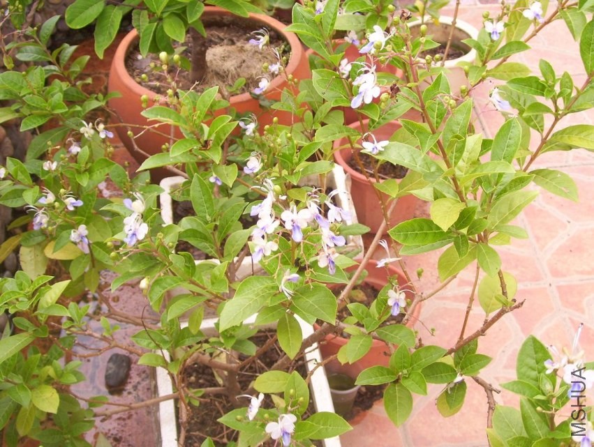 100_0602.JPG
