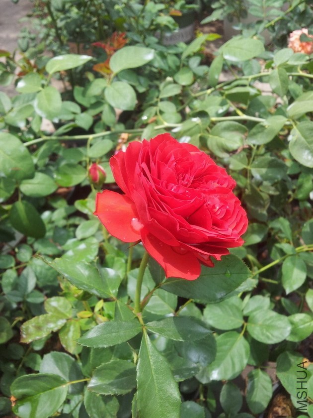 ԭ�����ļ�̫��û���������ܶ໨������ɹ��