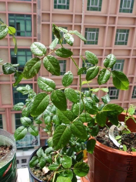 P1071102.JPG