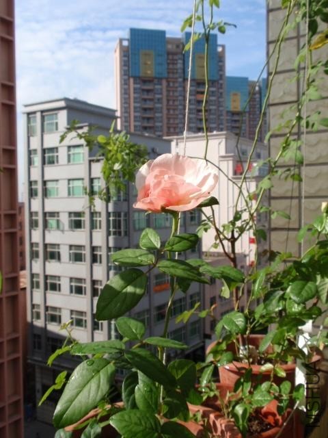 P1101124.JPG
