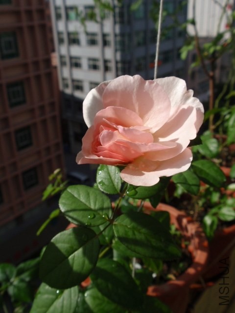 P1101125.JPG