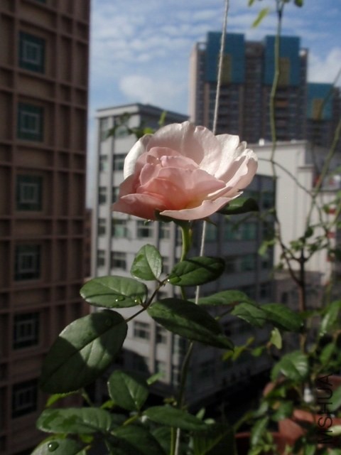 P1101129.JPG