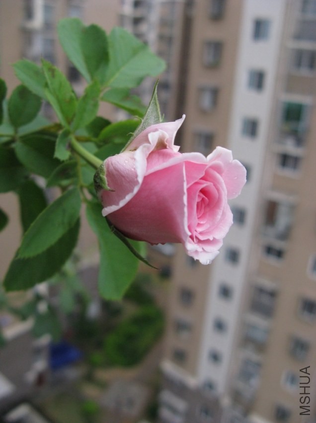HY001.jpg