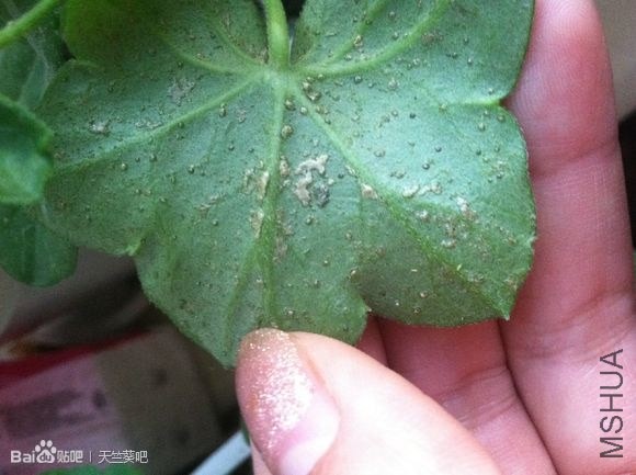 �߰ߵ���Ҷ��