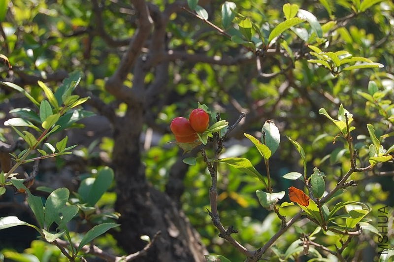 DSC_01650165.JPG