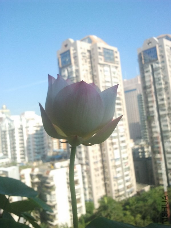 IMG_20130808_080109.jpg