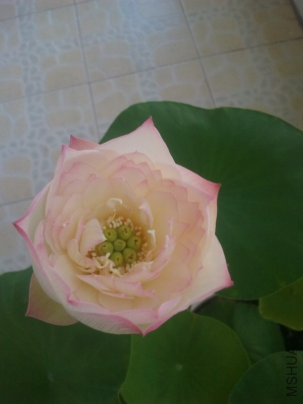 IMG_20130808_080134.jpg