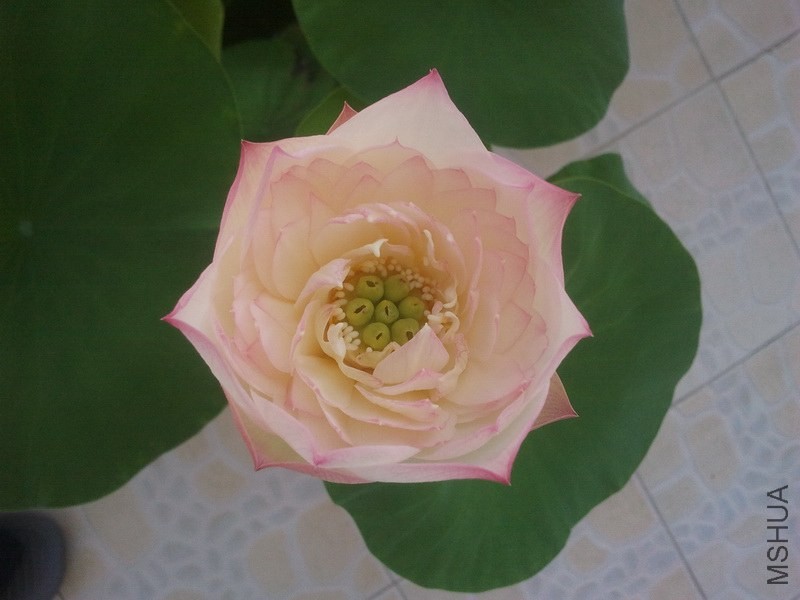 IMG_20130808_080152.jpg