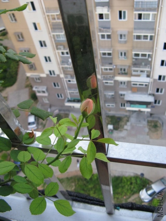 1YX001.jpg