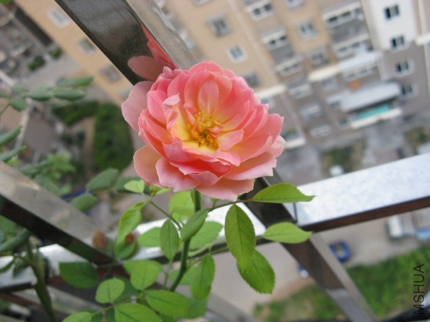 1YX018.jpg