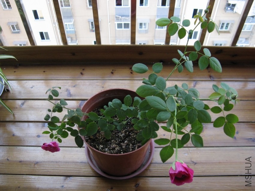 SB005.jpg