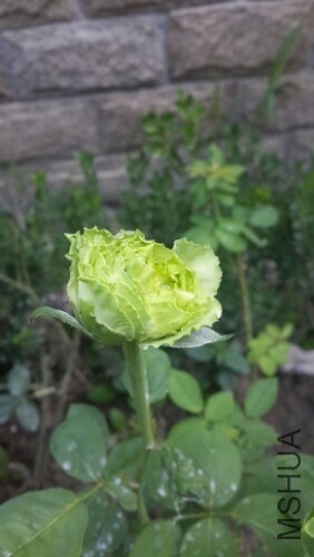 IMG20130808131628.jpg