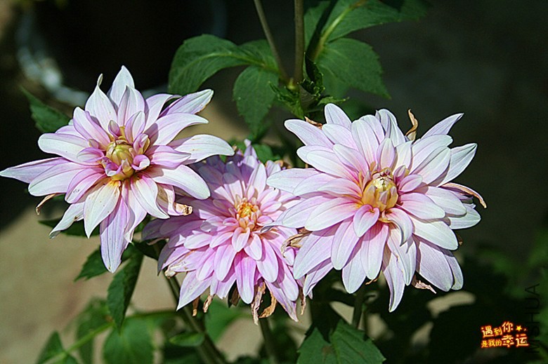 ��Ƭ 043_����.jpg