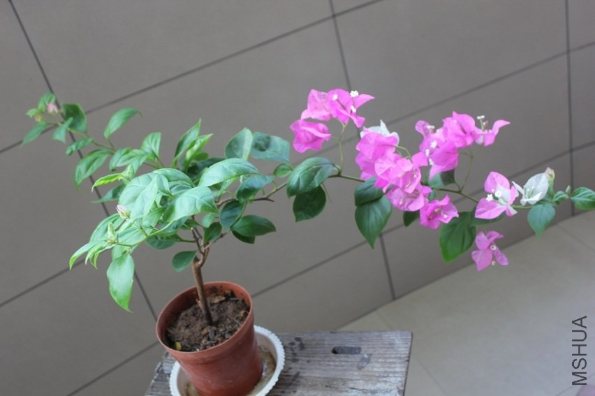 ˫ɫ.JPG