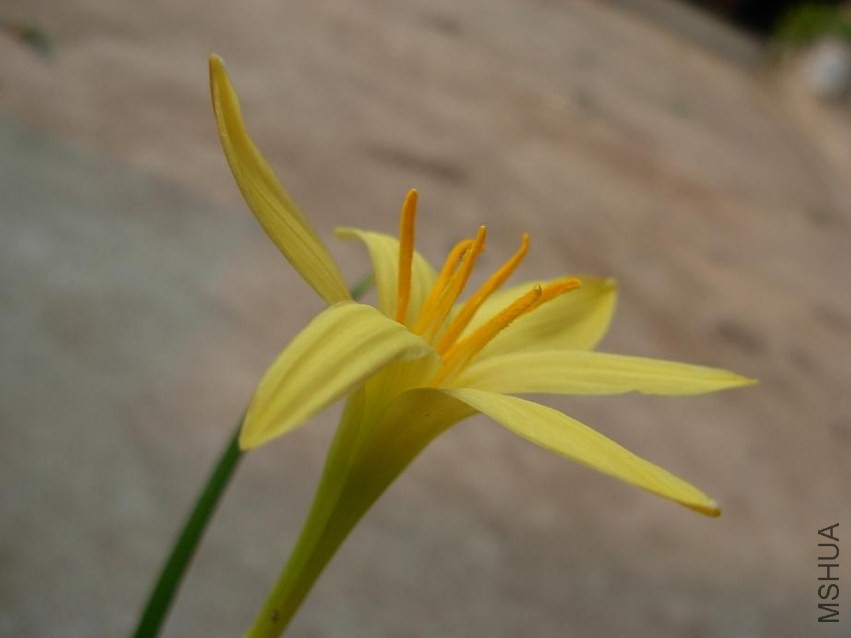 Z  primulina 