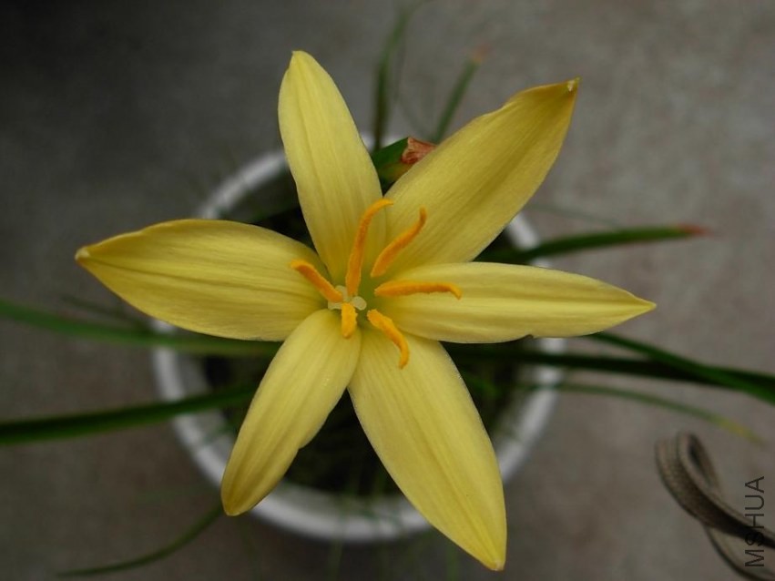 Z  primulina 