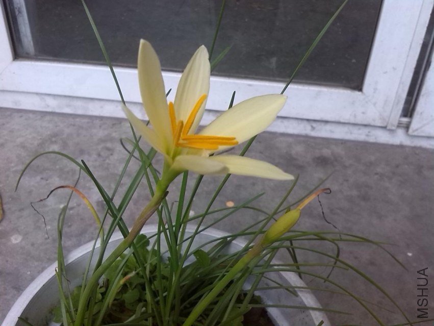 Z. 'Bangkok Yellow'