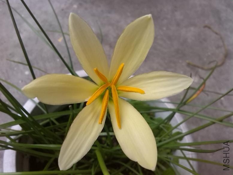 Z. 'Bangkok Yellow'