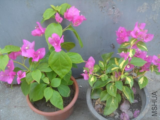 DSC00485.JPG