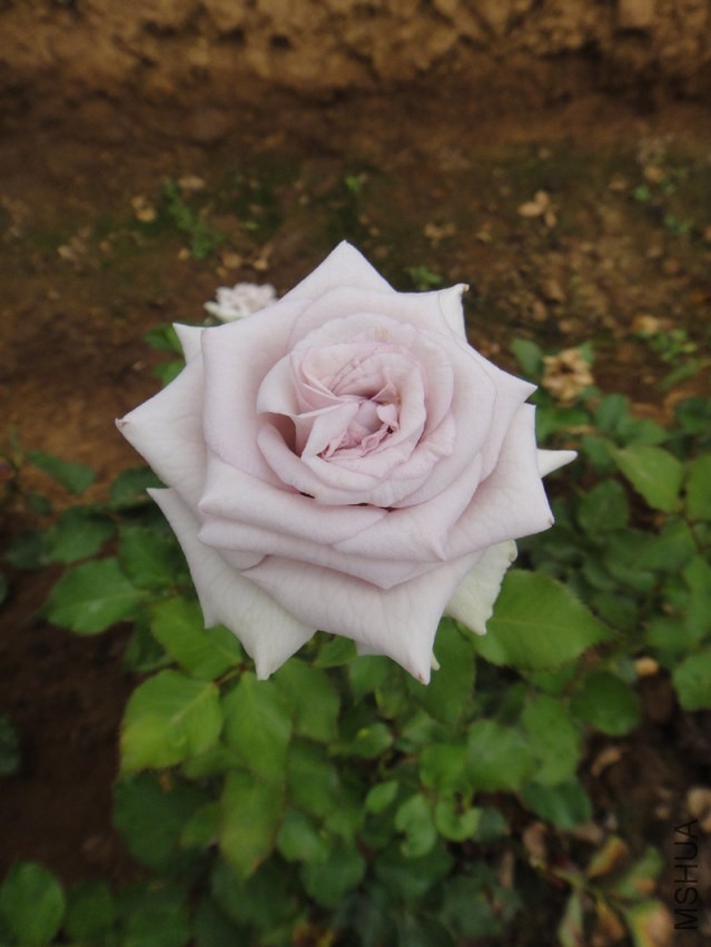 DSC00563.jpg