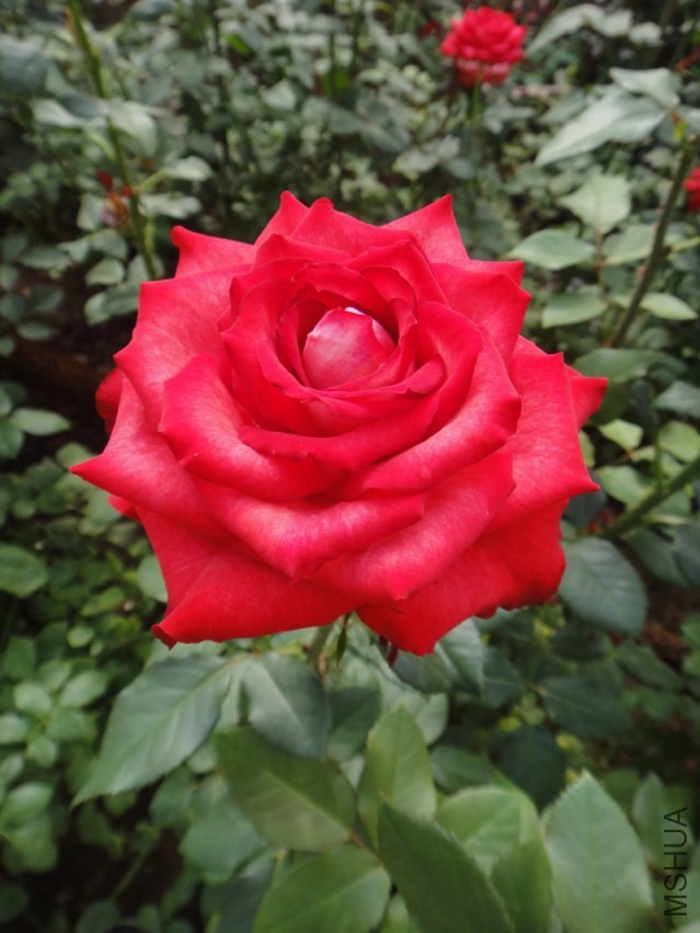 DSC00483.jpg