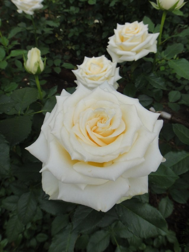 DSC00479.jpg