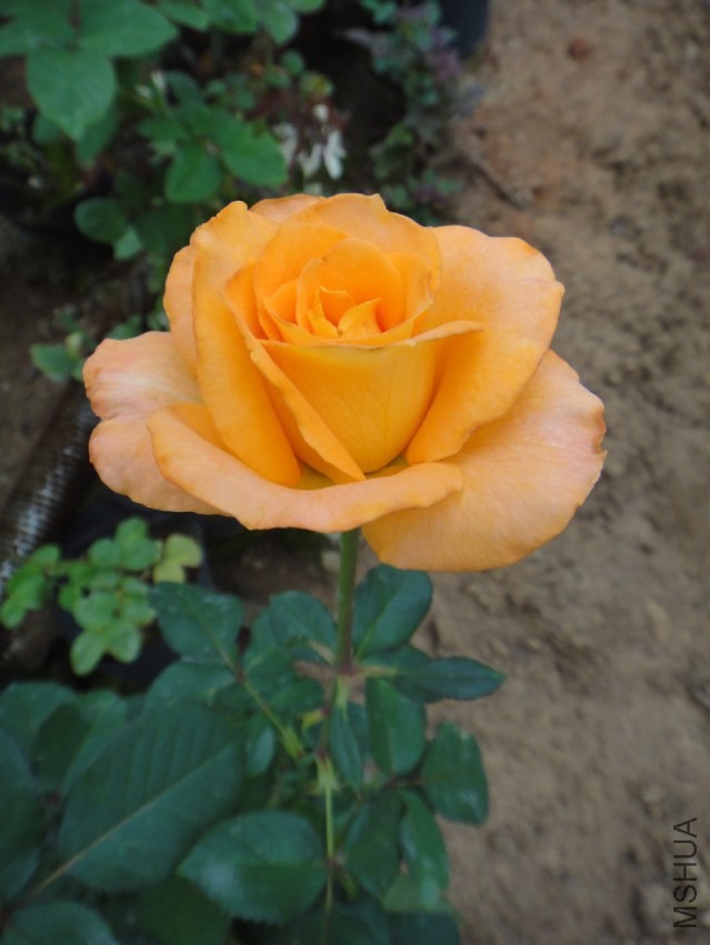 DSC00557.jpg