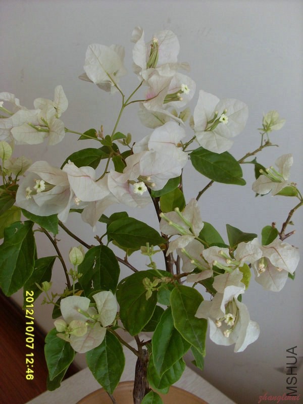 SL388166.JPG