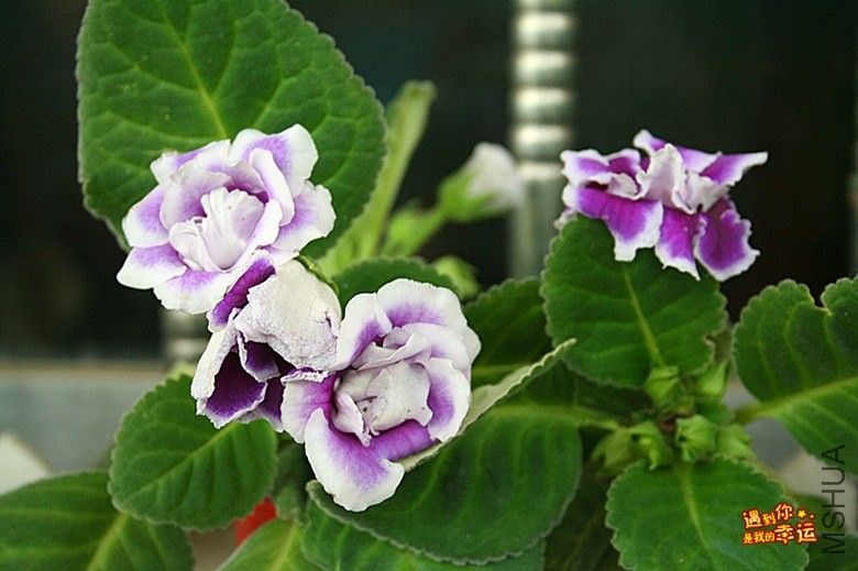 ��Ƭ 046_����.jpg