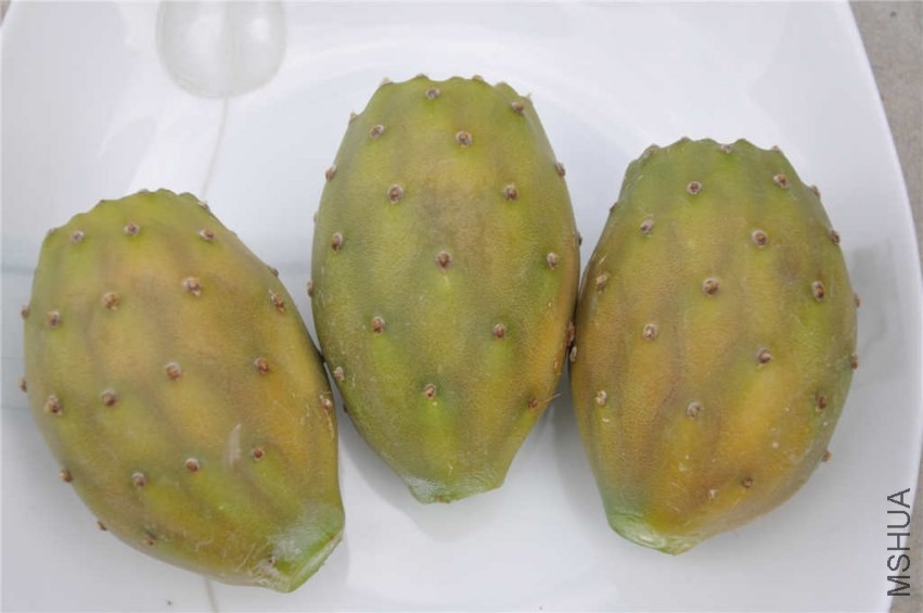 ��ĩժ����������Ĺ���