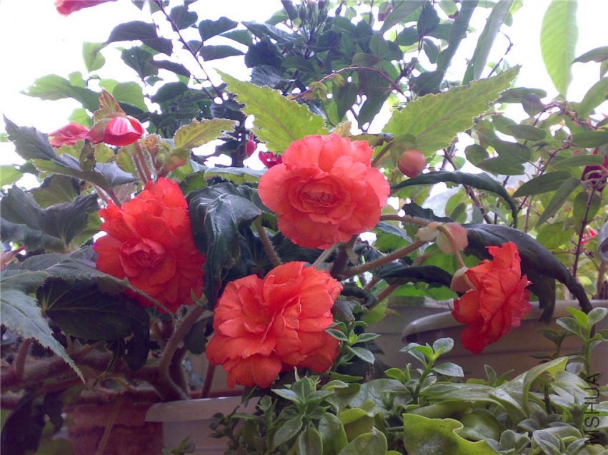 20070911039.jpg