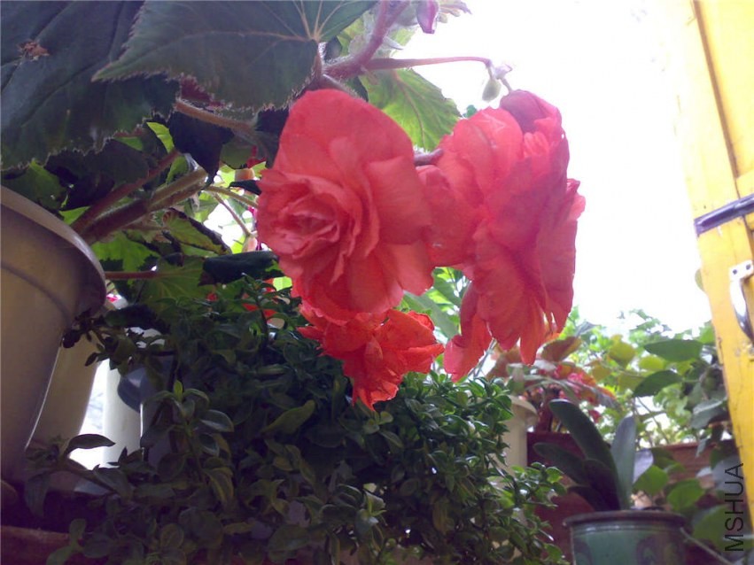 20070911041.jpg