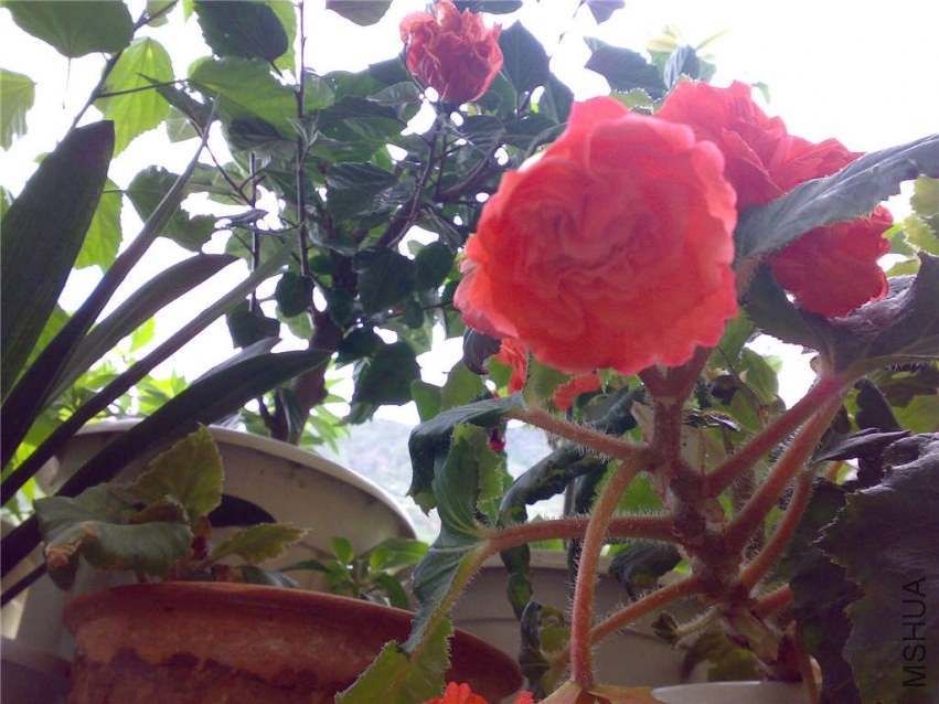 20070911043.jpg