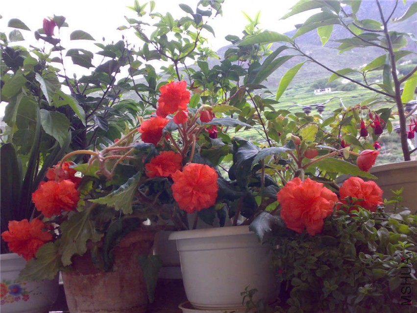 20070919079.jpg