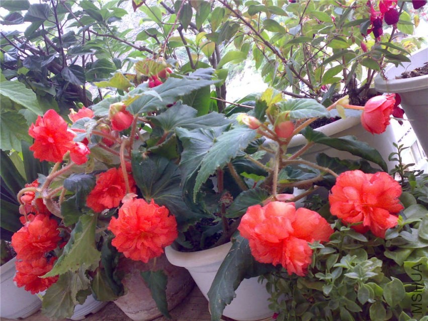 20070919081.jpg