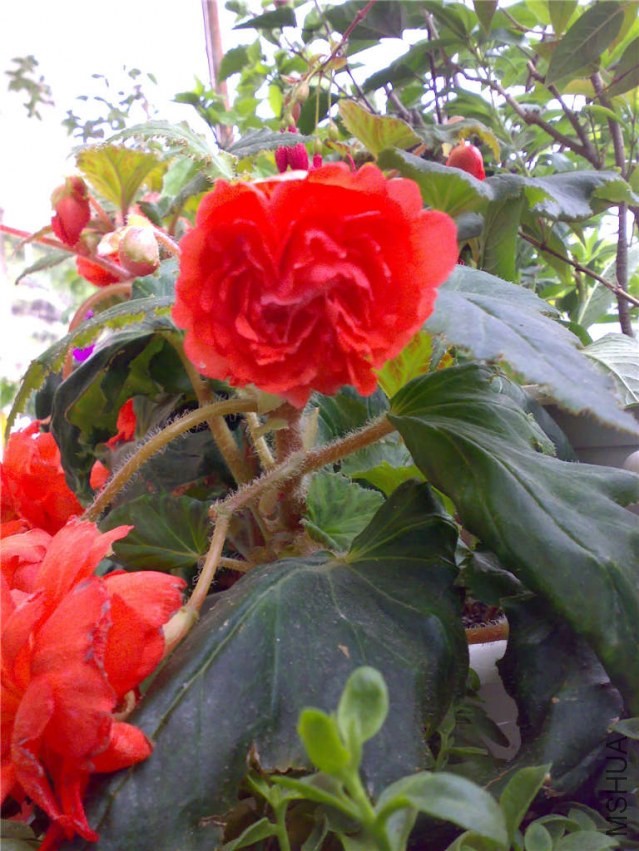 20070919082.jpg