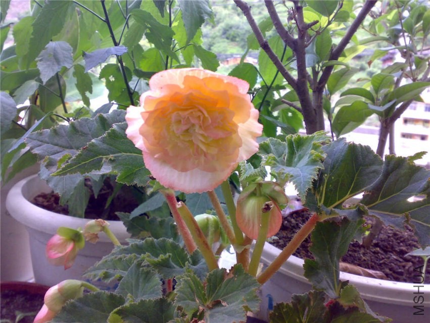 20080718862.jpg