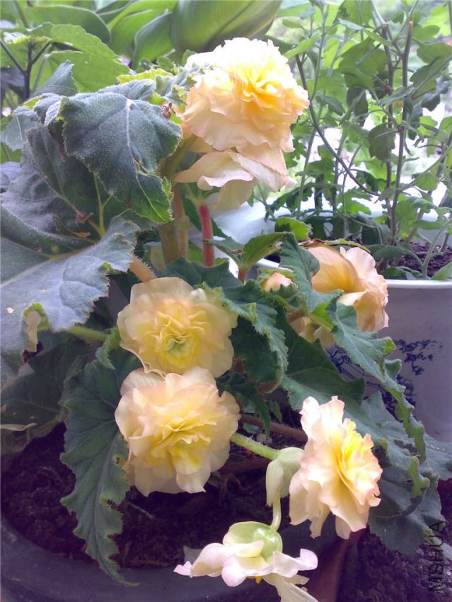 20080807899.jpg