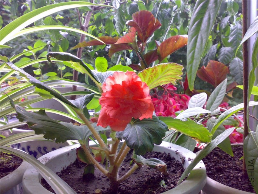 20080818918.jpg