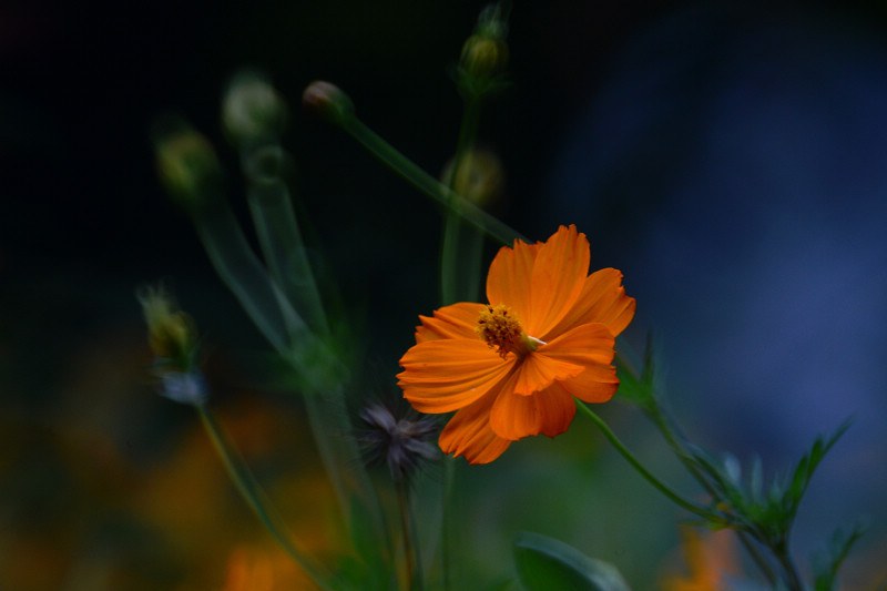 DSC_4899_1.jpg