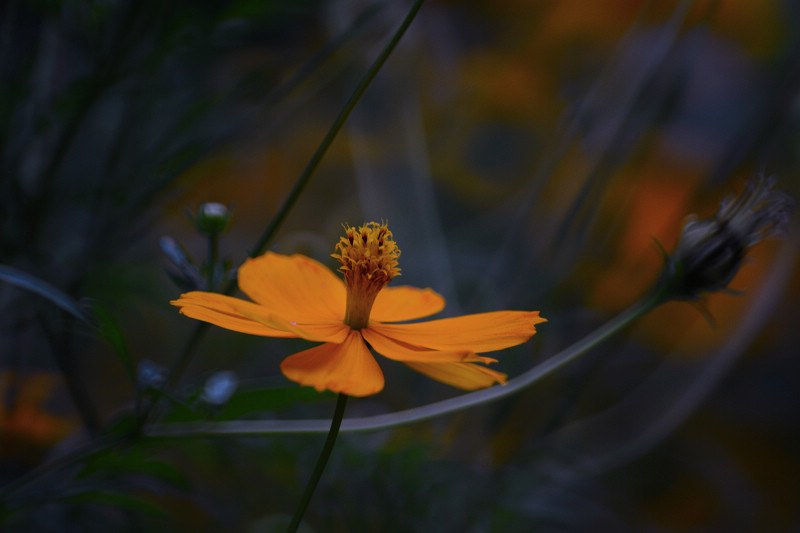 DSC_4905_1.jpg
