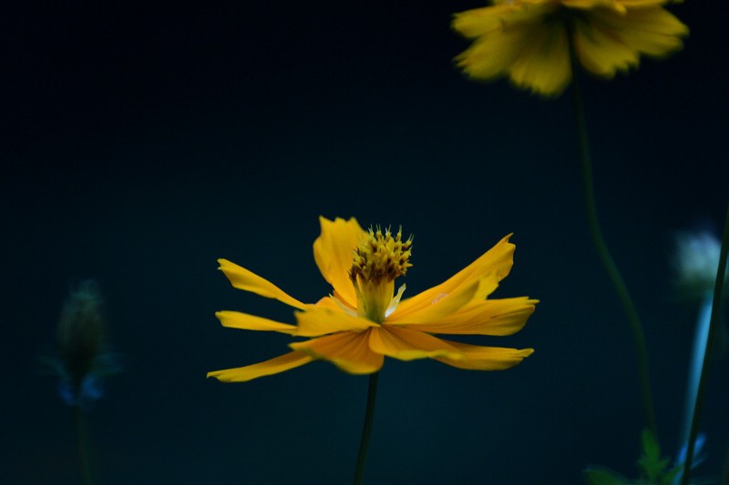 DSC_4913_1.jpg
