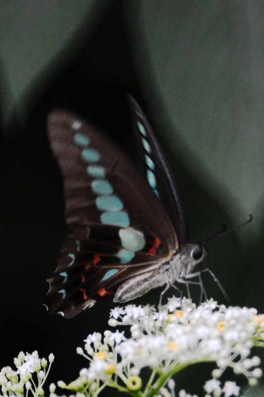DSC_4941_1.jpg